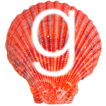 Sea Shell - Goodreads