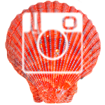 Sea Shell - IG