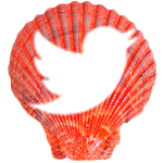 Sea Shell - twitter